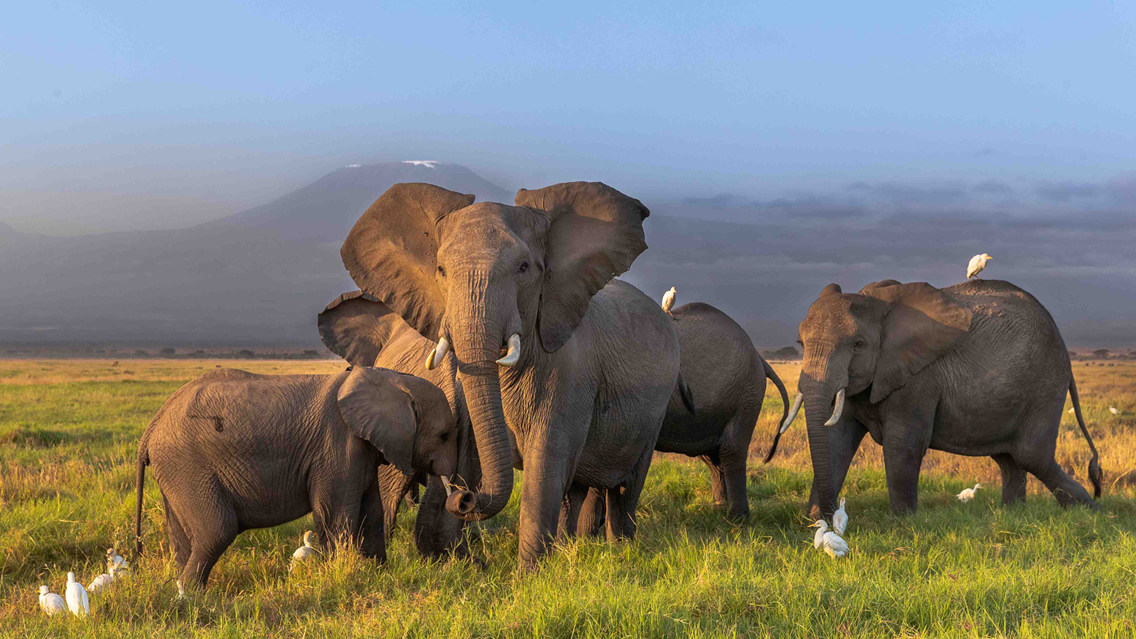 Elephants in Amboseli National Park with Mount Kilimanjaro