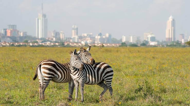 Nairobi National Park Full-Day Safari