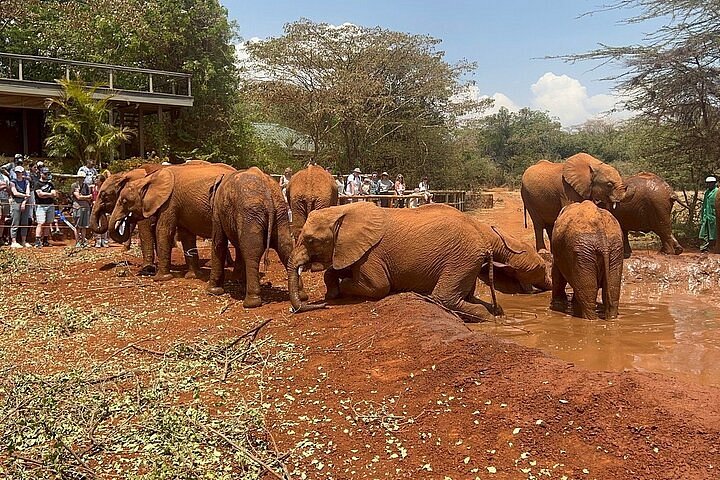 Nairobi National Park, Elephant Orphanage & Giraffe Centre