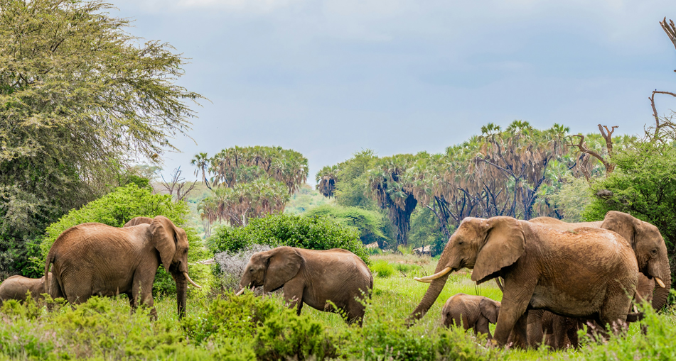 Samburu National Reserve