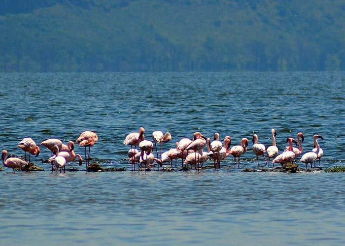 Boat safari and freshwater scenery at Lake Naivasha