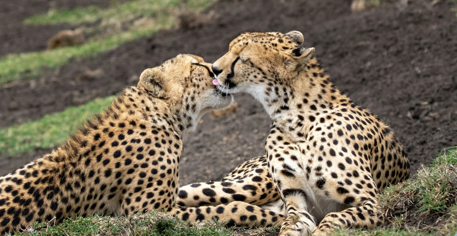 Lions in Masai Mara National Reserve
