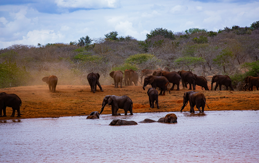 1 Day Tsavo East Safari