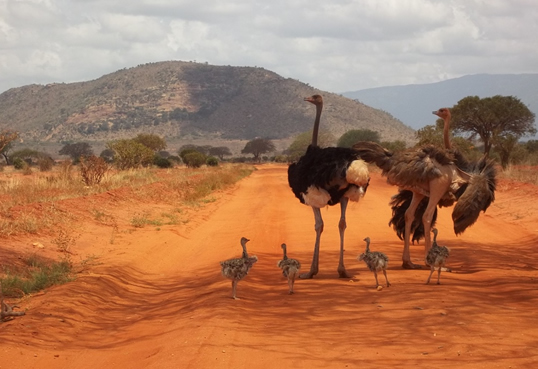 2 Days Tsavo East and Tsavo West Safari