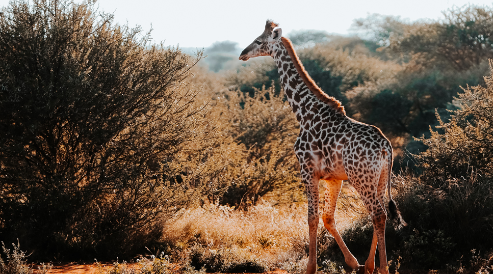 3 Days Tsavo East and Tsavo West Safari
