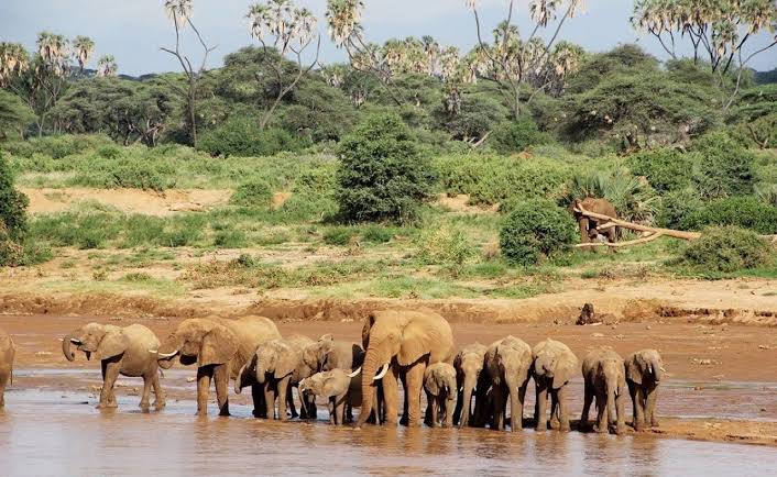 4 Days Aberdare and Samburu Safari