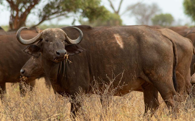 4 Days Buffalo Springs and Samburu Safari