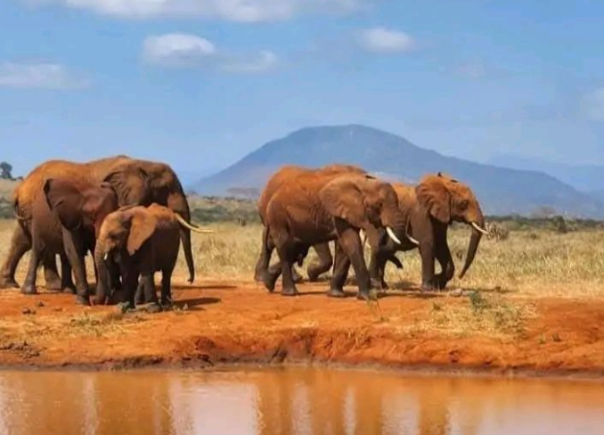 4 Days Tsavo West Amboseli and Tsavo East Safari