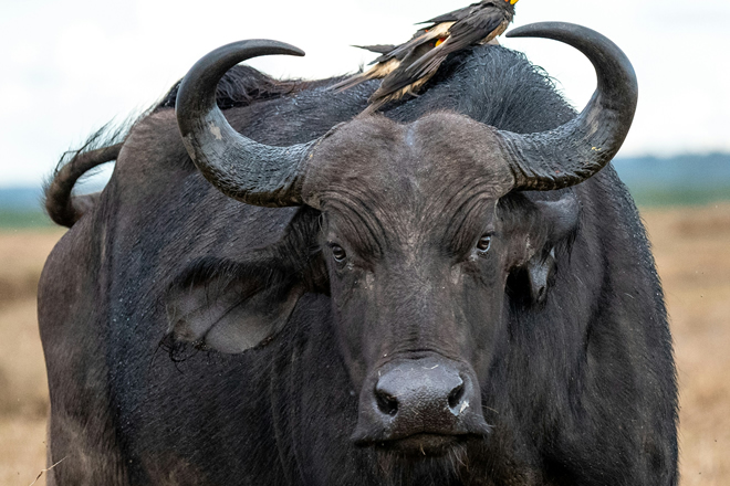 6 Days Aberdare Samburu and Lake Nakuru Safari