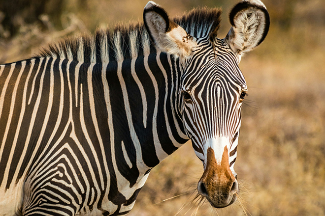 8 Days Aberdare Samburu Lake Nakuru and Masai Mara Safari