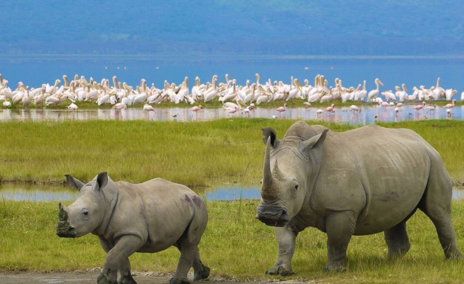 8 Days Amboseli Lake Nakuru Masai Mara and Lake Naivasha Safari