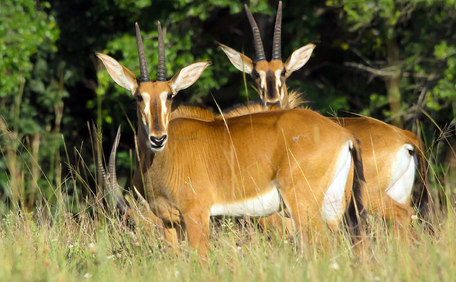 8 Days Northern Kenya and Masai Mara Safari
