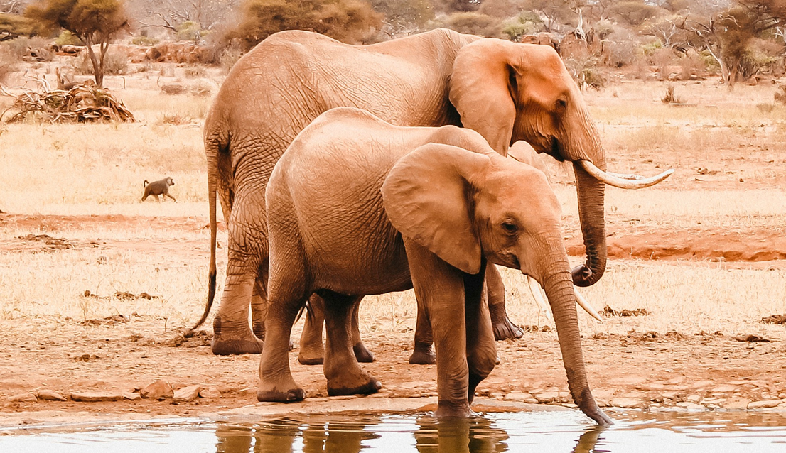 Red elephants in Tsavo East National Park