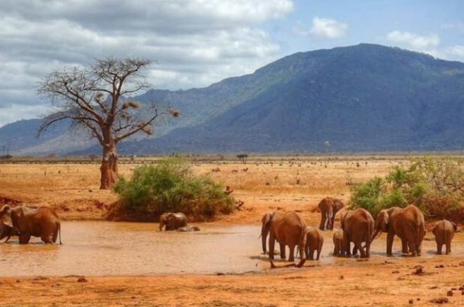 Mzima Springs and wildlife in Tsavo West National Park