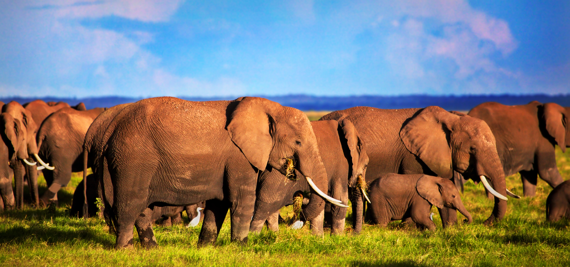 Day 1 - Tsavo East National Park