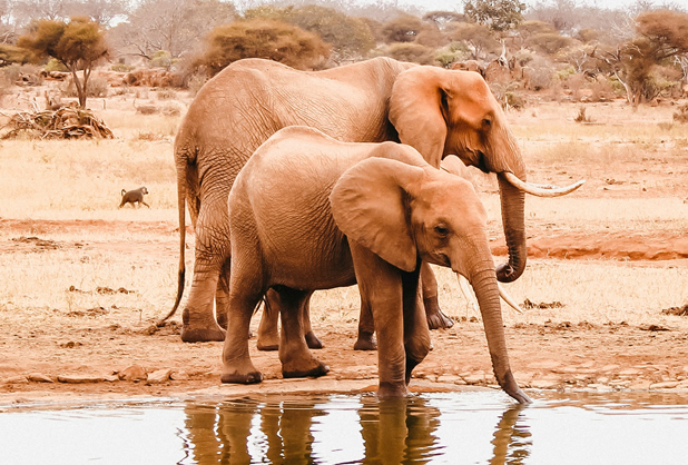 Tsavo East – Mombasa