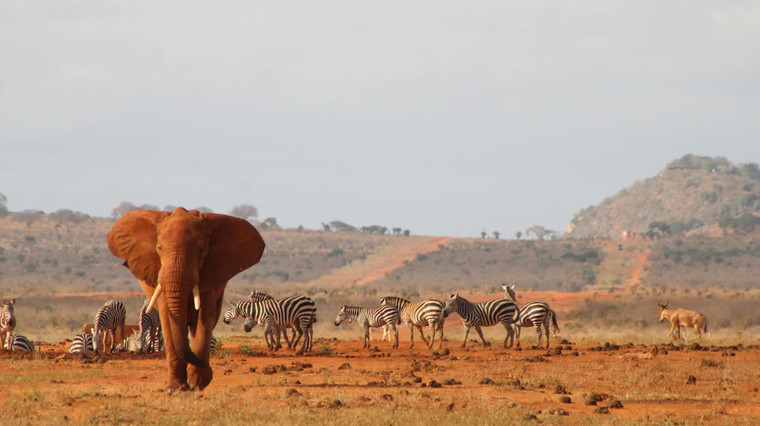 Tsavo East – Amboseli National Park