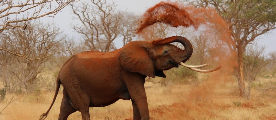 Tsavo West – Amboseli National Park