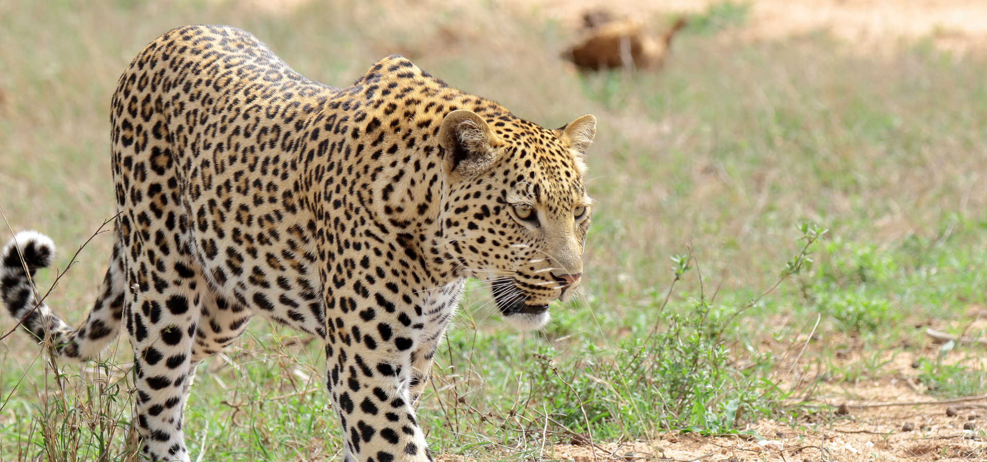 Masai Mara