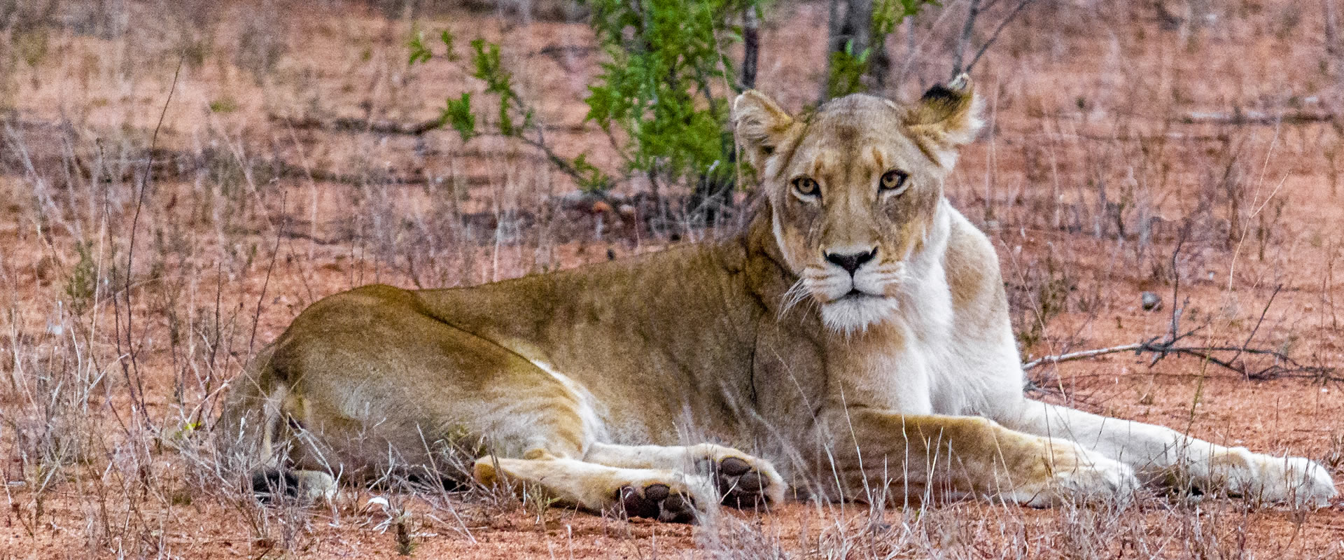 Day 2 - Tsavo West – Amboseli National Park