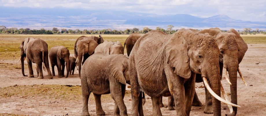 Day 4 - Tsavo East – Mombasa
