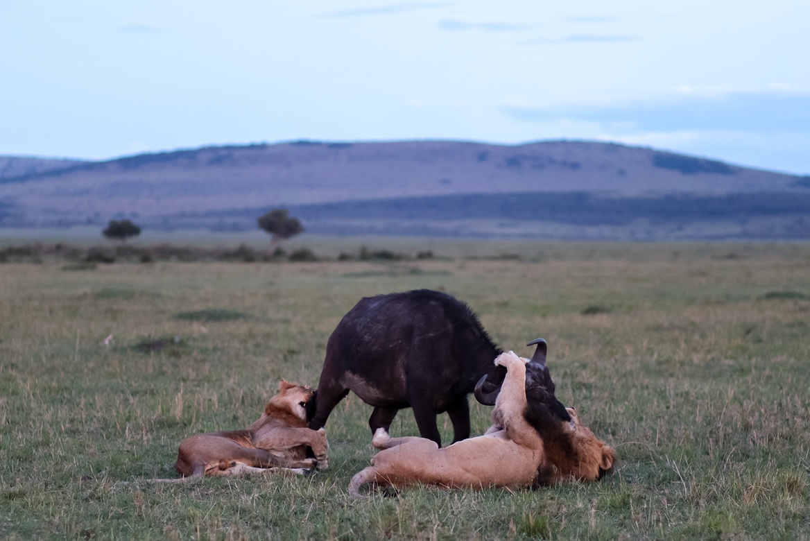 Amboseli - Tsavo West