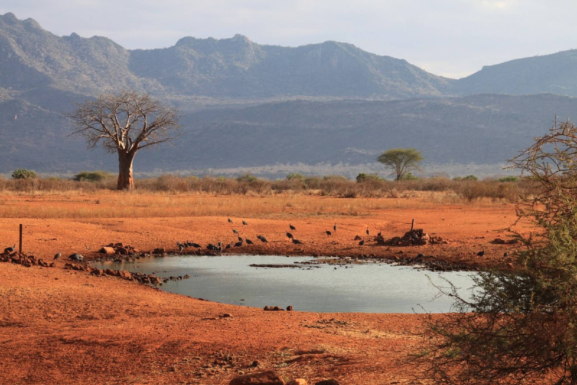 Day 1 - Mombasa – Tsavo East National Park