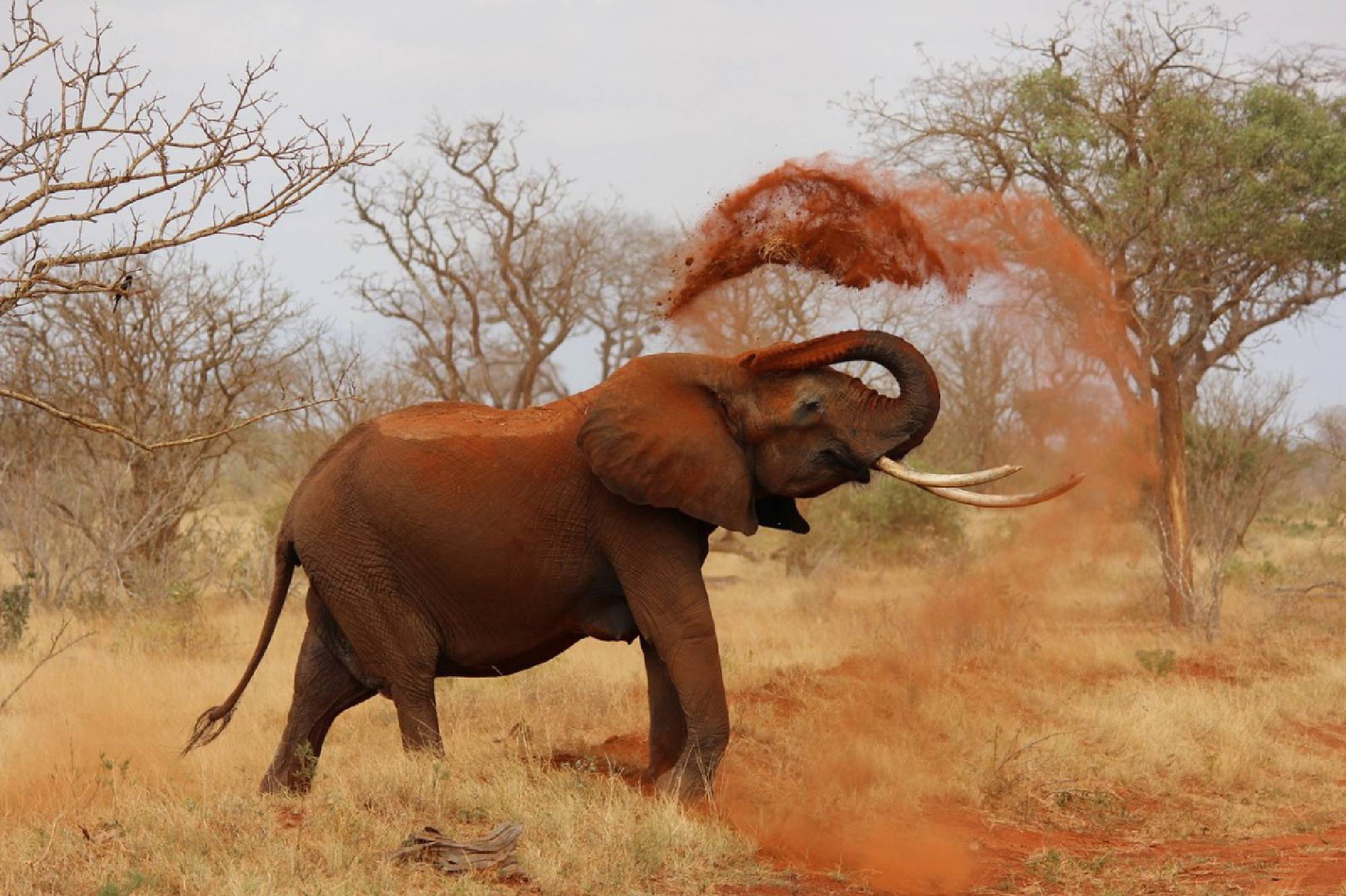 Day 3 - Tsavo West – Amboseli National Park