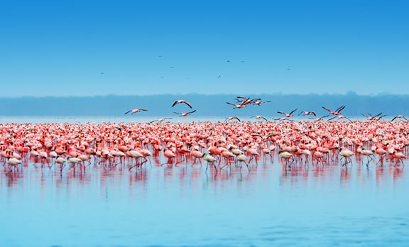 Amboseli – Lake Nakuru National Park