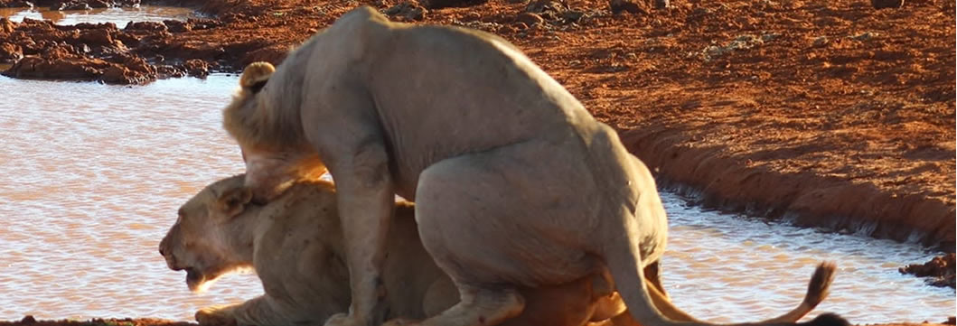 Tsavo East – Amboseli National Park
