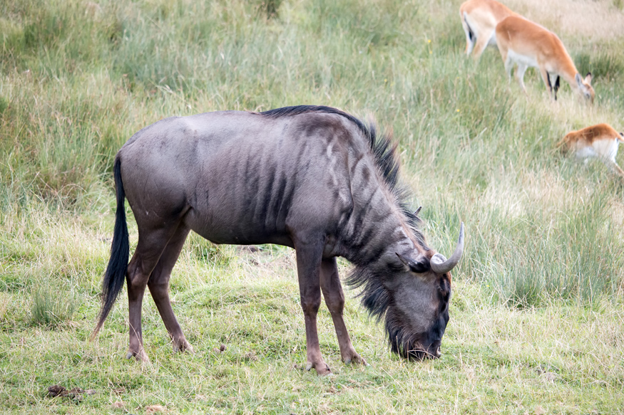 13 Days Kenya and Tanzania Wildlife Viewing