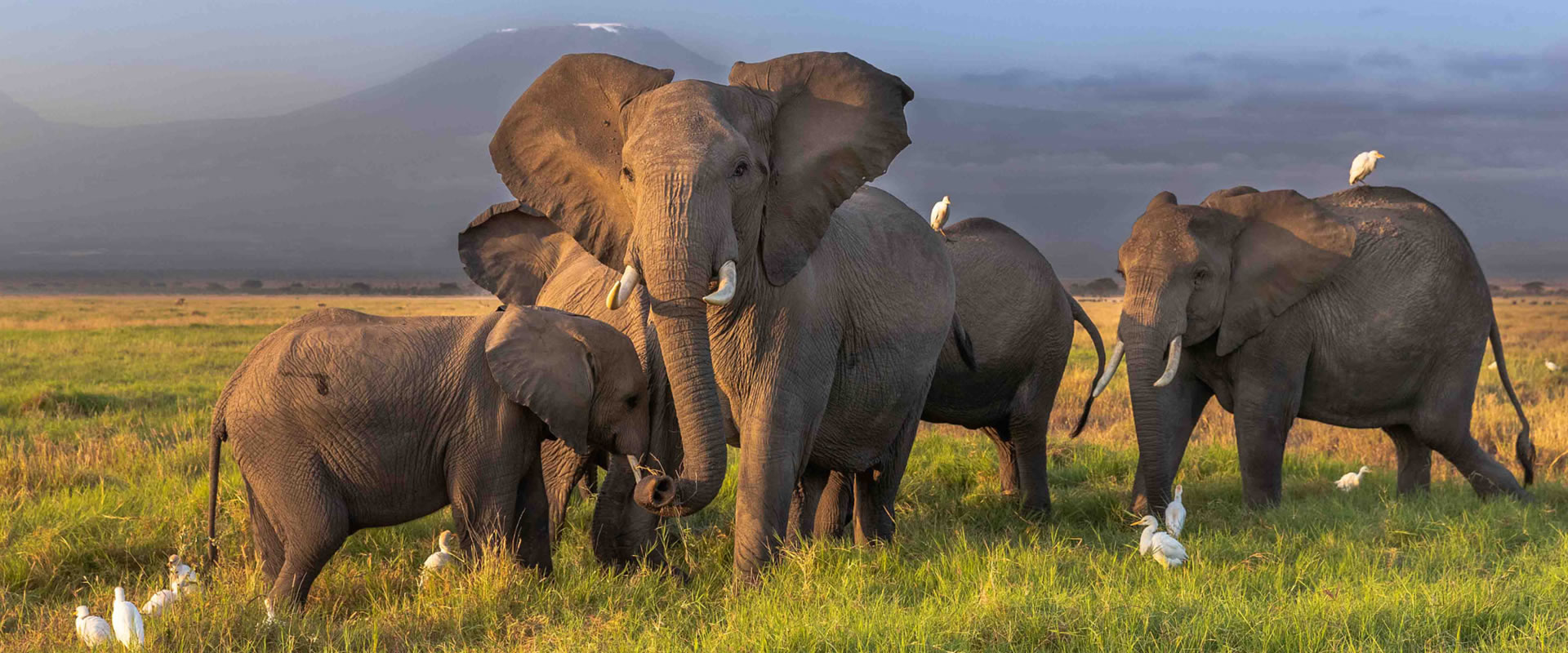 5-Day Taster of Tsavo and Amboseli / Kilimanjaro