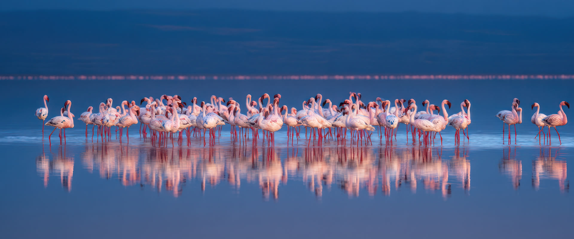 6 Days Amboseli, Lake Nakuru & Masai Mara