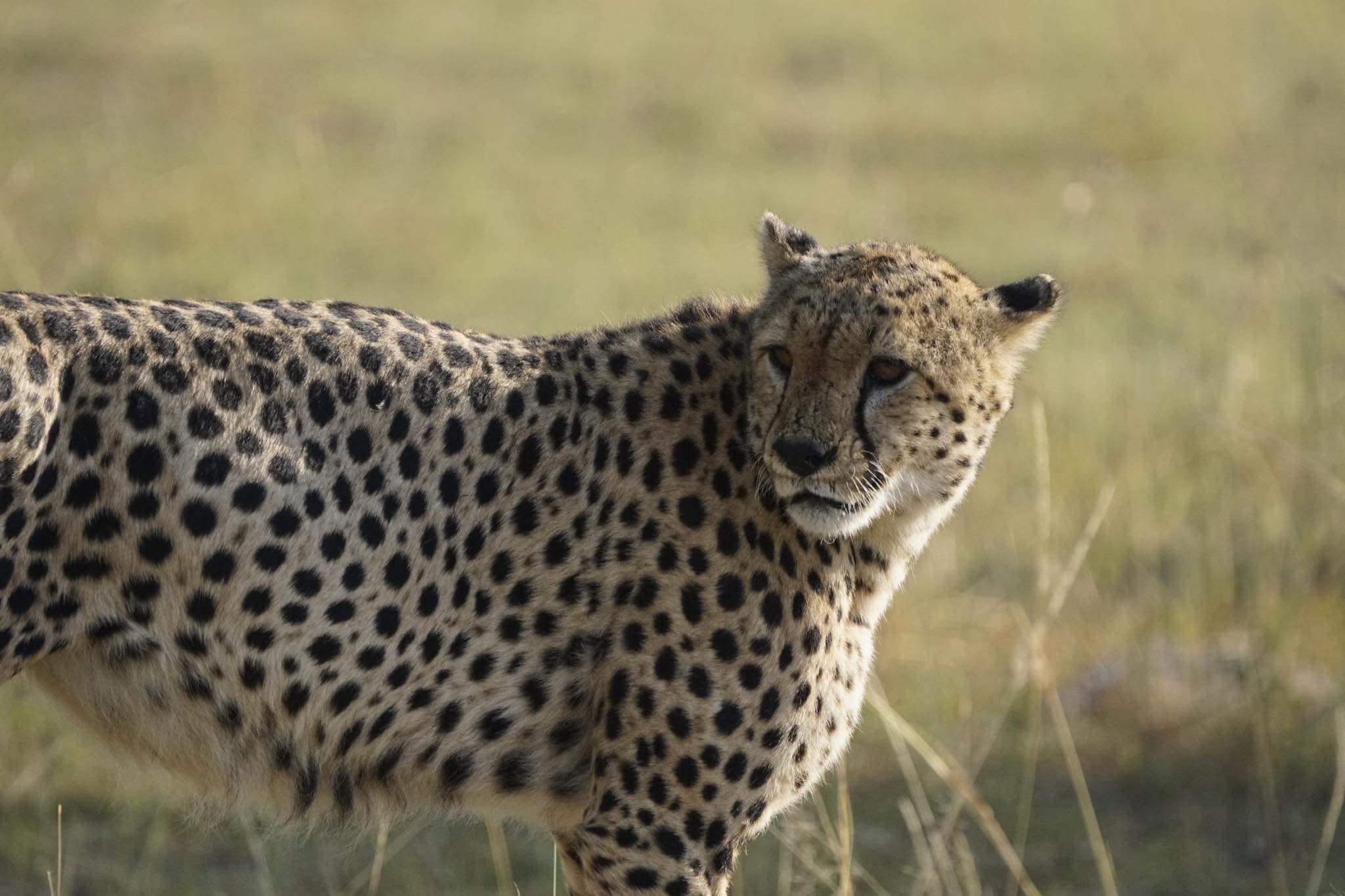 8 Days Kenya - Tanzania Wildlife Viewing